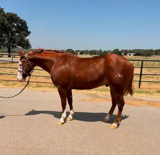 Hes Not Yours (Crypto), 2 Year Old Sorrel Quarter Horse Gelding for Sale in Marietta, OK