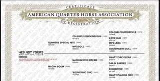 Hes Not Yours (Crypto), 2 Year Old Sorrel Quarter Horse Gelding for Sale in Marietta, OK, photo 2 of 2