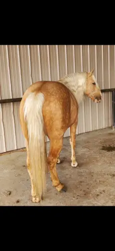 Tweetys Wild Card (Mop), 9 Year Old Palomino Quarter Horse Stallion for Sale in Clinton, MO, photo 2 of 5