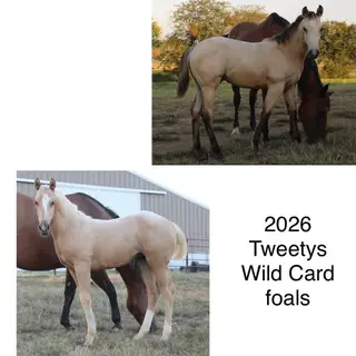 Tweetys Wild Card (Mop), 9 Year Old Palomino Quarter Horse Stallion for Sale in Clinton, MO, photo 5 of 5