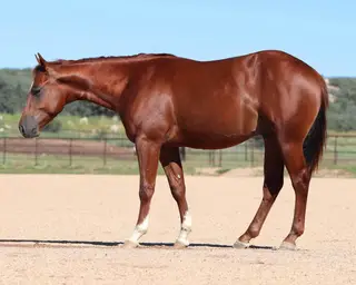 High Ball Leo, 1 Year Old Sorrel Quarter Horse Colt for Sale in Dewey, AZ, photo 2 of 3
