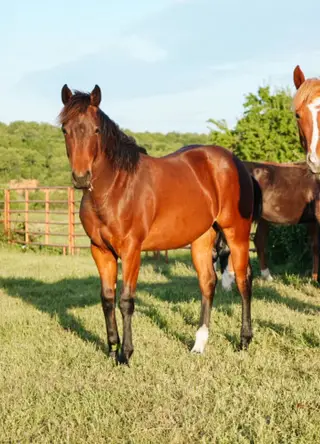 WC Starlights Delite, 1 Year Old Bay Quarter Horse Filly for Sale in Fort Smith, AR