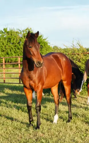 WC Starlights Delite, 1 Year Old Bay Quarter Horse Filly for Sale in Fort Smith, AR, photo 2 of 4