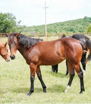 WC Starlights Delite, 1 Year Old Bay Quarter Horse Filly for Sale in Fort Smith, AR, photo 3 of 4