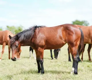 WC Starlights Delite, 1 Year Old Bay Quarter Horse Filly for Sale in Fort Smith, AR, photo 4 of 4