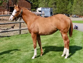 She Dunnit Mobbin, Foal Red Dun Paint Filly for Sale in Coeur d'Alene, ID, photo 2 of 5