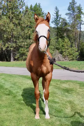 She Dunnit Mobbin, Foal Red Dun Paint Filly for Sale in Coeur d'Alene, ID, photo 3 of 5