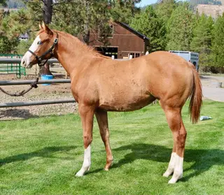 She Dunnit Mobbin, Foal Red Dun Paint Filly for Sale in Coeur d'Alene, ID, photo 4 of 5