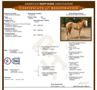 She Dunnit Mobbin, Foal Red Dun Paint Filly for Sale in Coeur d'Alene, ID, photo 5 of 5