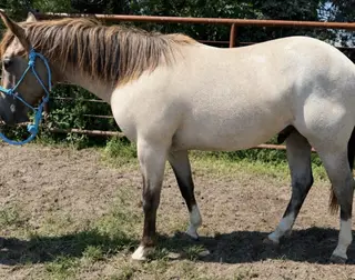 Duke of Luke, 1 Year Old Gray Quarter Horse Gelding for Sale in Atkinson, NE