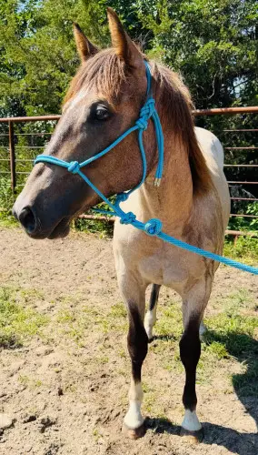 Duke of Luke, 1 Year Old Gray Quarter Horse Gelding for Sale in Atkinson, NE, photo 2 of 4
