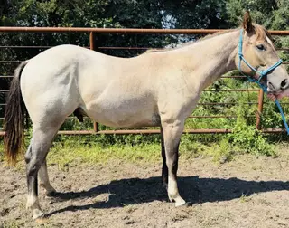 Duke of Luke, 1 Year Old Gray Quarter Horse Gelding for Sale in Atkinson, NE, photo 3 of 4