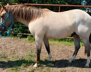 Duke of Luke, 1 Year Old Gray Quarter Horse Gelding for Sale in Atkinson, NE, photo 5 of 7