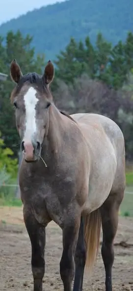 Steele Dusty Rose (Annie), 3 Year Old Roan Quarter Horse Mare for Sale