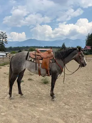 Steele Dusty Rose (Annie), 3 Year Old Roan Quarter Horse Mare for Sale, photo 4 of 5