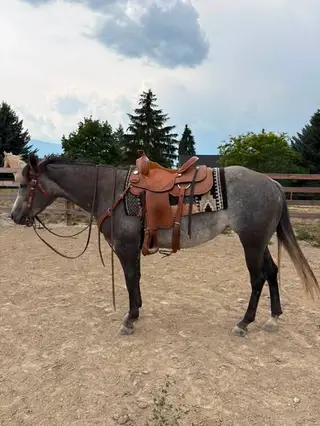 Steele Dusty Rose (Annie), 3 Year Old Roan Quarter Horse Mare for Sale, photo 5 of 5