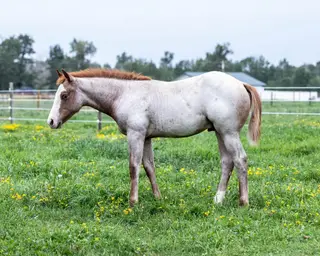 Heza Cash Commander, Foal Red Roan Quarter Horse Filly for Sale in MT, photo 2 of 3