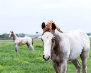 Heza Cash Commander, Foal Red Roan Quarter Horse Filly for Sale in MT, photo 3 of 3