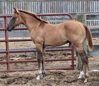 Colt by Einsteins Revolution, Foal Red Dun Quarter Horse Colt for Sale in Lumberton, NC
