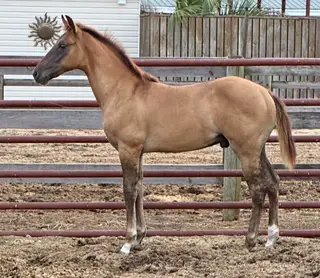 Colt by Einsteins Revolution, Foal Red Dun Quarter Horse Colt for Sale in Lumberton, NC, photo 2 of 5