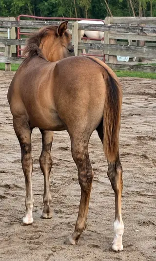 Colt by Einsteins Revolution, Foal Red Dun Quarter Horse Colt for Sale in Lumberton, NC, photo 3 of 5