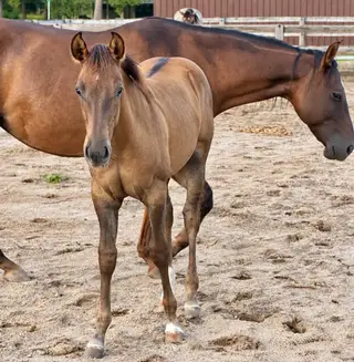 Colt by Einsteins Revolution, Foal Red Dun Quarter Horse Colt for Sale in Lumberton, NC, photo 4 of 5