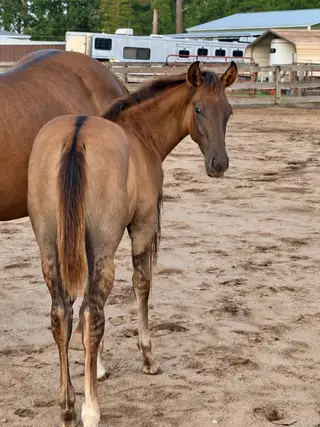 Colt by Einsteins Revolution, Foal Red Dun Quarter Horse Colt for Sale in Lumberton, NC, photo 5 of 5