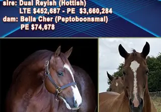 Horse by Dual Reyish, Quarter Horse for Sale