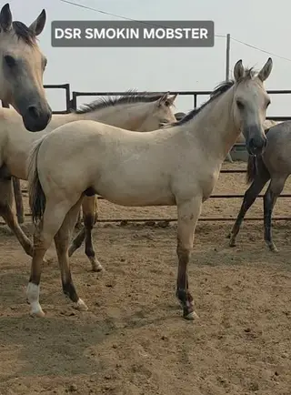 DSR Smokin Mobster, Foal Dunskin Quarter Horse Colt for Sale in Wapato, WA, photo 2 of 5