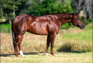Stevies Little Snow, 4 Year Old Sorrel Quarter Horse Mare for Sale in Weatherford, TX