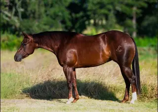 Stevies Little Snow, 4 Year Old Sorrel Quarter Horse Mare for Sale in Weatherford, TX, photo 2 of 4