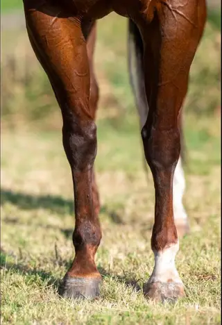 Stevies Little Snow, 4 Year Old Sorrel Quarter Horse Mare for Sale in Weatherford, TX, photo 3 of 4