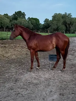 Reba, 3 Year Old Sorrel Mare for Sale in Schulenburg, TX