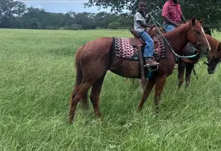 Reba, 3 Year Old Sorrel Mare for Sale in Schulenburg, TX, photo 2 of 6