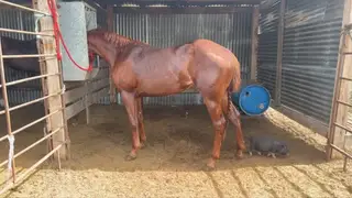 Reba, 3 Year Old Sorrel Mare for Sale in Schulenburg, TX, photo 5 of 6