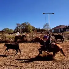 Reba, 3 Year Old Sorrel Mare for Sale in Schulenburg, TX, photo 6 of 6