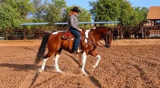 Leo, 16 Year Old Bay Grade Gelding for Sale in Wickenburg, AZ, photo 2 of 4