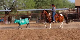 Leo, 16 Year Old Bay Grade Gelding for Sale in Wickenburg, AZ, photo 3 of 4