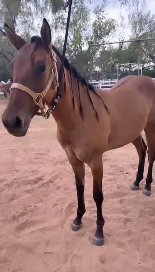 CS Sundriftvalentine, 1 Year Old Dun Quarter Horse Colt for Sale in San Antonio, TX