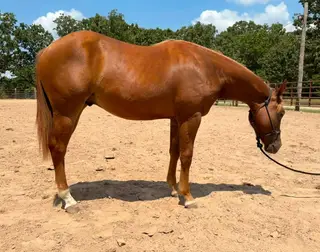 Tinker With Corvette (Melvin), 1 Year Old Sorrel Quarter Horse Gelding for Sale in Neosho, MO
