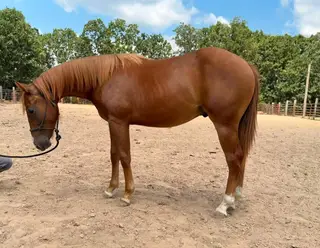 Tinker With Corvette (Melvin), 1 Year Old Sorrel Quarter Horse Gelding for Sale in Neosho, MO, photo 2 of 4