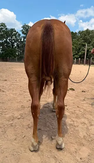 Tinker With Corvette (Melvin), 1 Year Old Sorrel Quarter Horse Gelding for Sale in Neosho, MO, photo 4 of 4