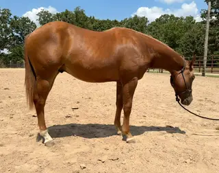 Tinker With Corvette (Melvin), 1 Year Old Sorrel Quarter Horse Gelding for Sale in Neosho, MO