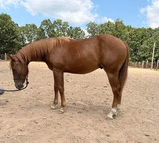 Tinker With Corvette (Melvin), 1 Year Old Sorrel Quarter Horse Gelding for Sale in Neosho, MO, photo 2 of 4
