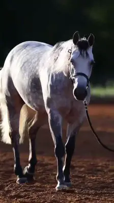 Horse by Americasnexttopgun, Quarter Horse for Sale