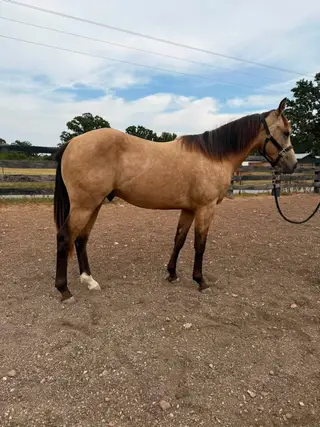Gunna Goose Ya, 1 Year Old Buckskin Quarter Horse Colt for Sale in Anderson, MO, photo 2 of 5