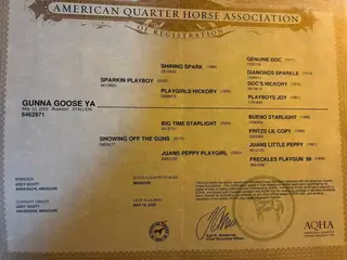 Gunna Goose Ya, 1 Year Old Buckskin Quarter Horse Colt for Sale in Anderson, MO, photo 3 of 5