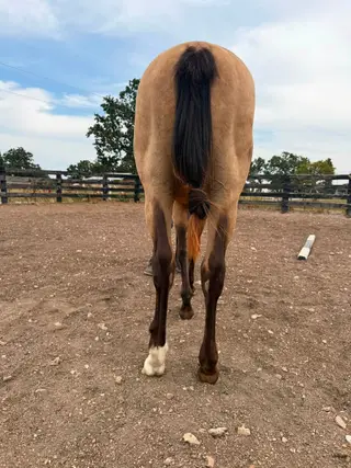 Gunna Goose Ya, 1 Year Old Buckskin Quarter Horse Colt for Sale in Anderson, MO, photo 4 of 5