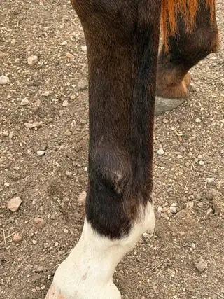 Gunna Goose Ya, 1 Year Old Buckskin Quarter Horse Colt for Sale in Anderson, MO, photo 5 of 5