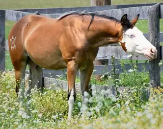 Zero Spooks Given (Stella), 1 Year Old Quarter Horse Filly for Sale
